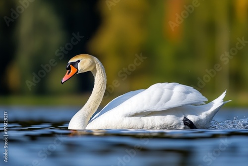 Fototapeta Naklejka Na Ścianę i Meble -  A swan gliding gracefully across a lake, its elegant white feathers contrasting with its black beak