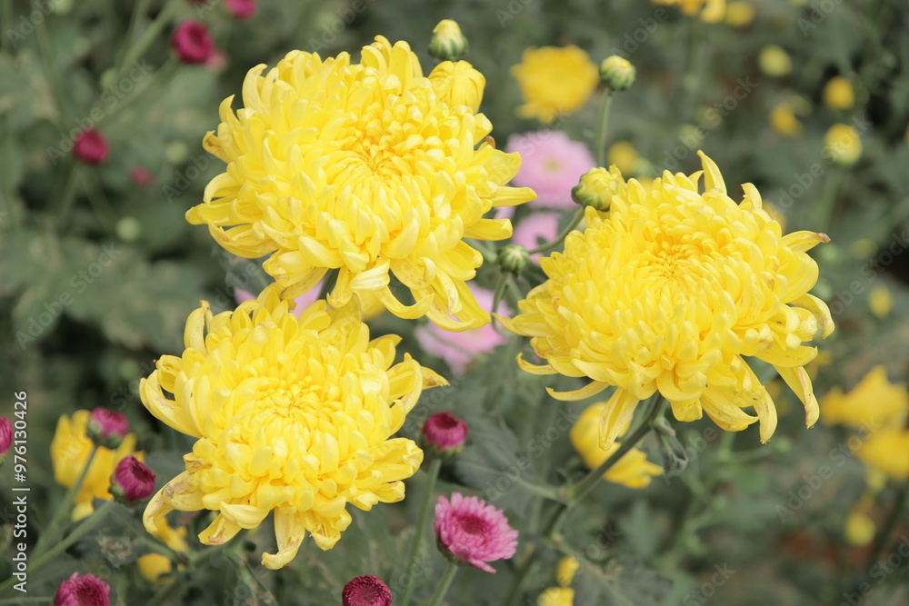 Close-up of vibrant chrysanthemum flowers blooming in full detail. Nature concept Close-up of vibrant chrysanthemum flowers blooming in full detail. Nature concept
