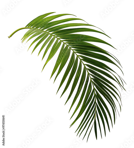 A single lush green palm leaf gracefully arching in a bright and well-lit environment photo