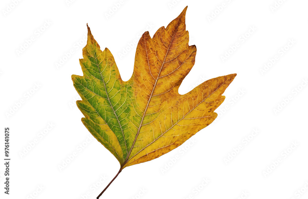 Obraz premium Single autumn leaf with detailed veins and vibrant colors isolated on white