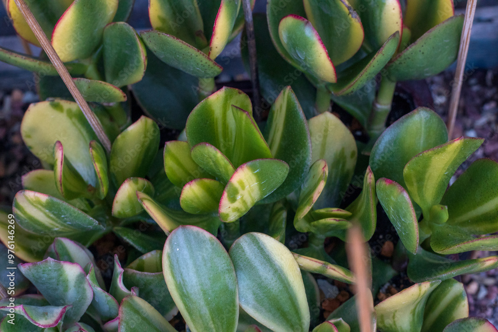 Crassula ovata cv. Solana (var. obliqua f. variegata). Home decor. Indoor plant Crassula ovata cv. Solana (var. obliqua f. variegata). Home decor. Indoor plant