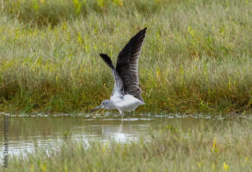 Common greenshank - Tringa nebularia photo