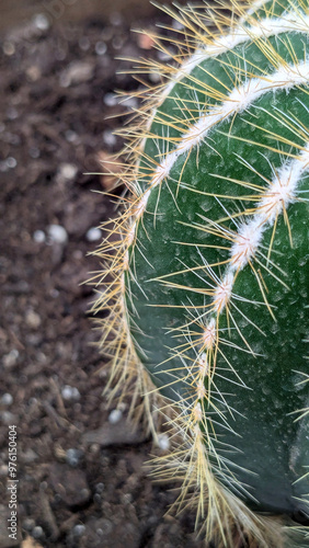 close up of cactus