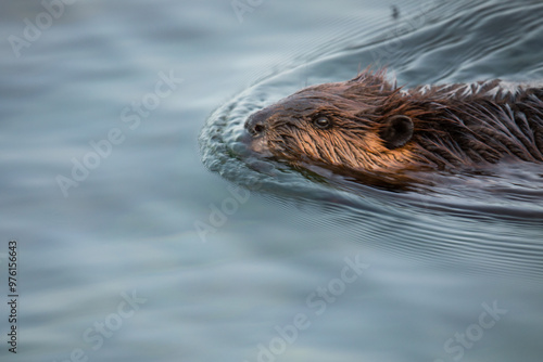 Close-Up of a Beaver Swimming in Tranquil Waters