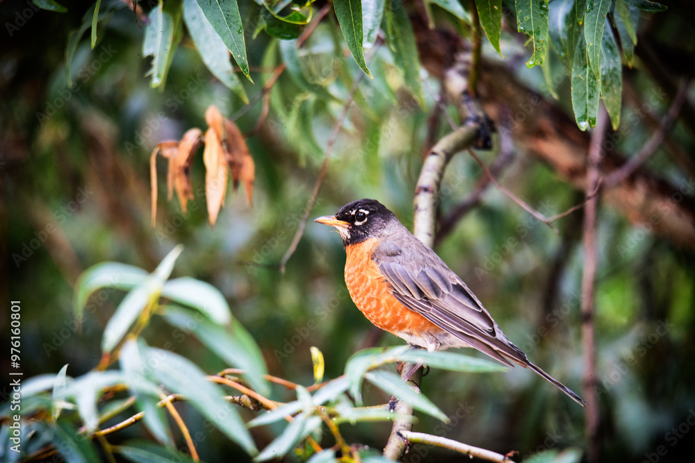 American Robin Perched on a Branch in Lush Foliage American Robin Perched on a Branch in Lush Foliage