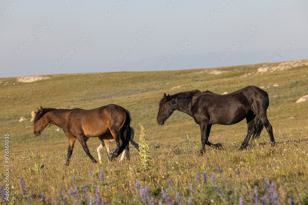Wild Horses in Summer in the Pryor Mountains Montana Wild Horses in Summer in the Pryor Mountains Montana