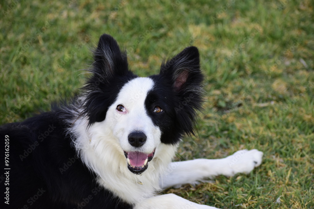 Border Collie dog resting in the garden Border Collie dog resting in the garden