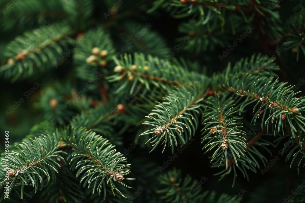 Lush green pine branches display needle-like leaves and tiny buds, evoking a sense of calm in a peaceful natural environment surrounded by greenery. Lush green pine branches display needle-like leaves and tiny buds, evoking a sense of calm in a peaceful natural environment surrounded by greenery.