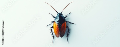 Australian cockroach standing on white background