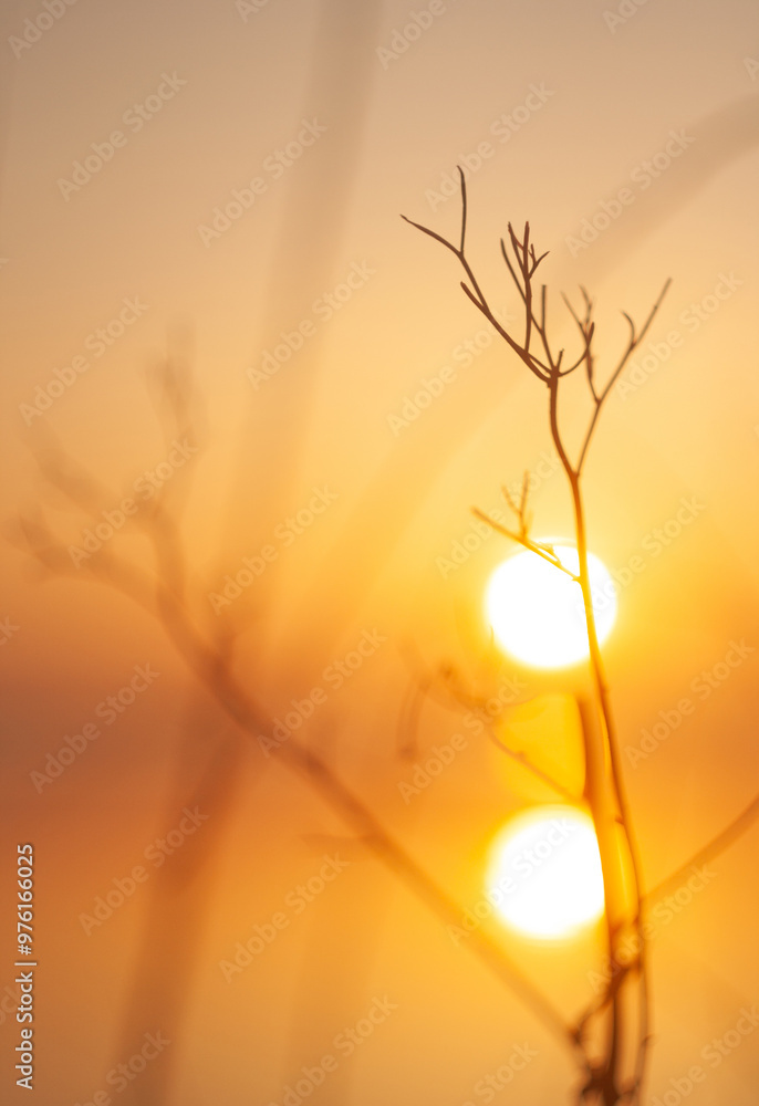 Obraz premium tree in the sun