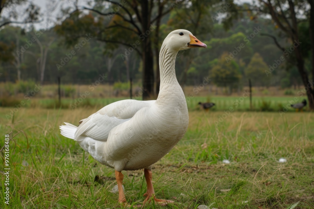 A goose being admired at a farm or park, its graceful movements and gentle nature captivating visitors A goose being admired at a farm or park, its graceful movements and gentle nature captivating visitors