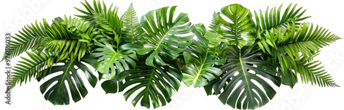 3 tropical green plants monstera, fern and leaves of plant nature foliage floral arrangement bush jungle forest natural on PNG, white background