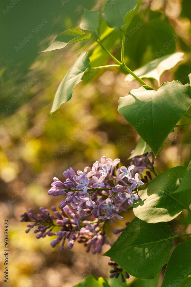 Delicate Spring Nature: Beautiful Lilacs in Bloom Delicate Spring Nature: Beautiful Lilacs in Bloom