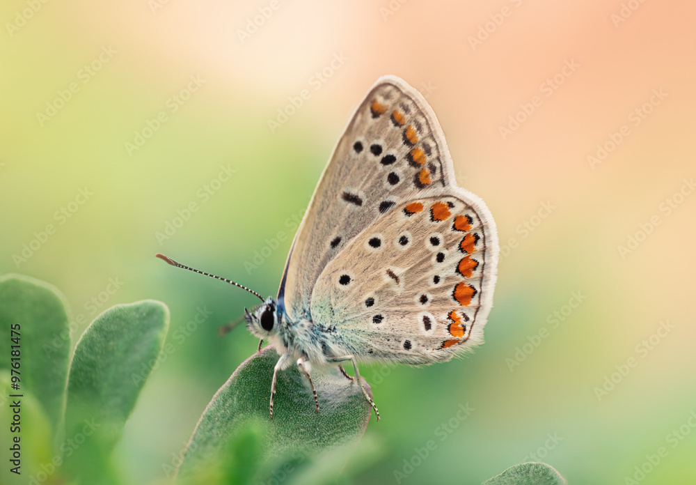 CloseUp Macro Photography of a Tiny Butterfly Natural Beauty Captured Up Close CloseUp Macro Photography of a Tiny Butterfly Natural Beauty Captured Up Close