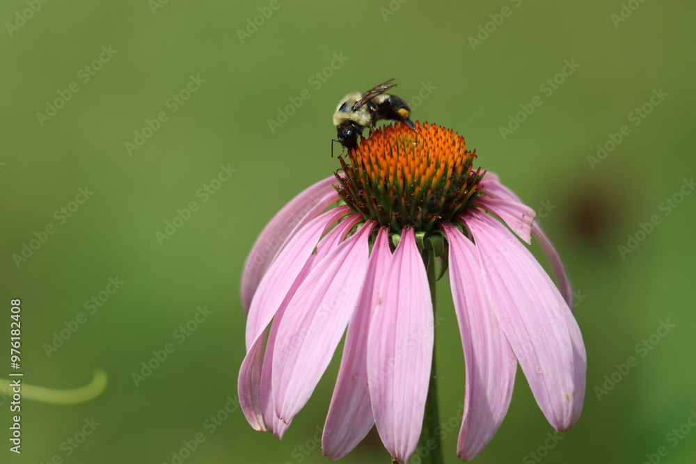 Bumblebee collecting the pollen of a coneflower Bumblebee collecting the pollen of a coneflower