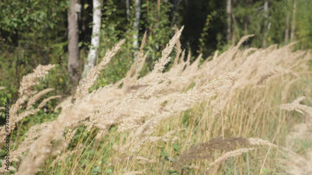 grass in the wind background in summer on a sunny day grass in the wind background in summer on a sunny day