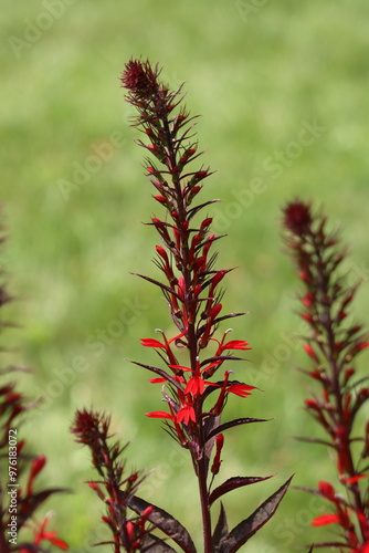 Cardinal flowers in bloom in summer photo