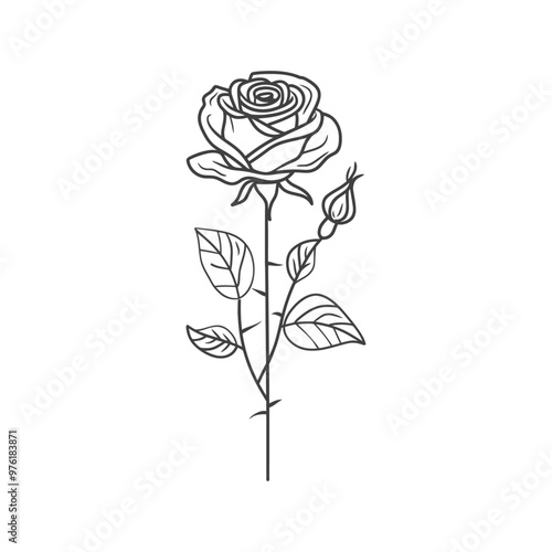 A Single Rose with Bud and Leaves in Line Art