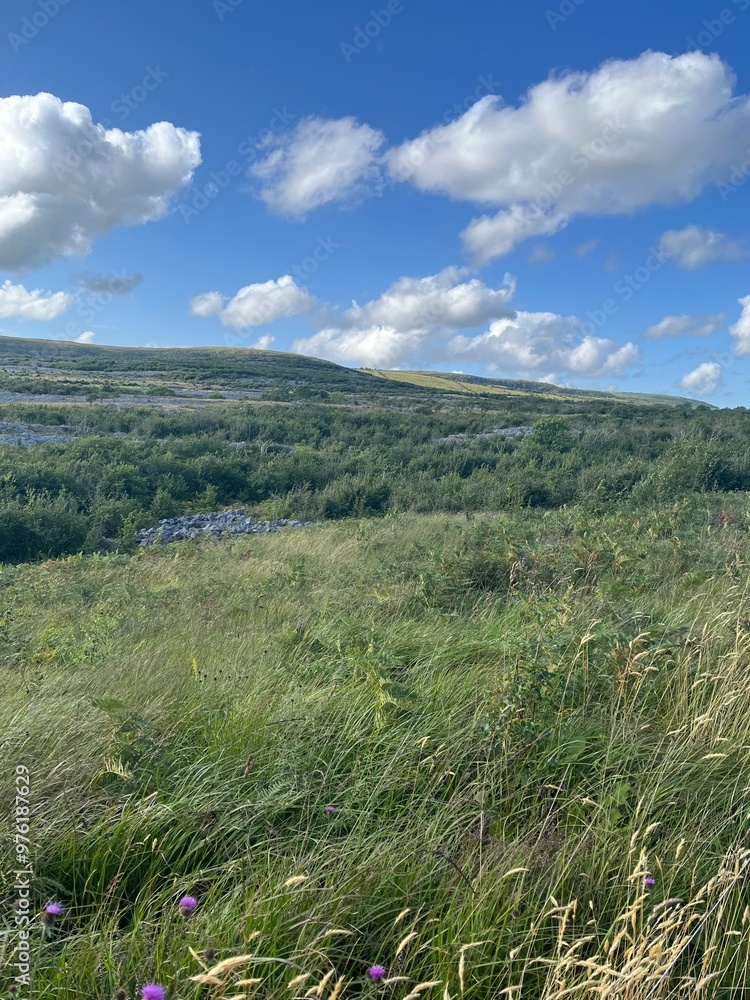 Fototapeta premium meadow with clouds
