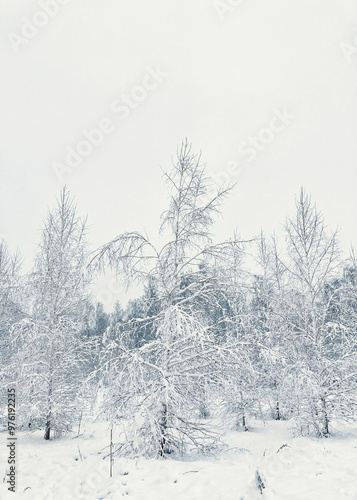 snow covered trees