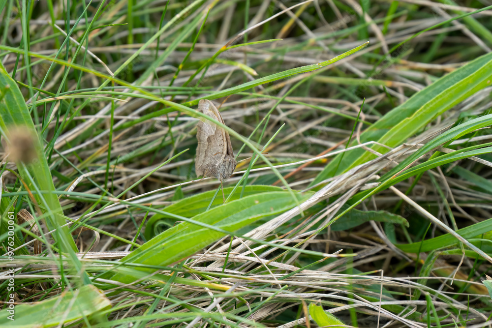 meadow brown butterfly (Maniola jurtina) resting on a grass blade, Wilts UK meadow brown butterfly (Maniola jurtina) resting on a grass blade, Wilts UK