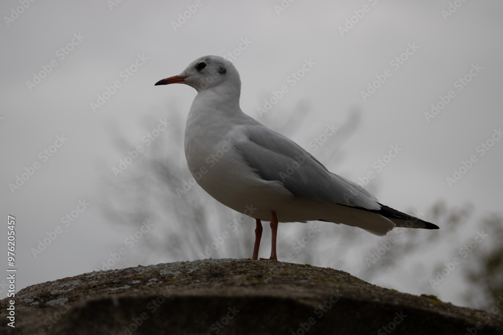 Seagull Seagull