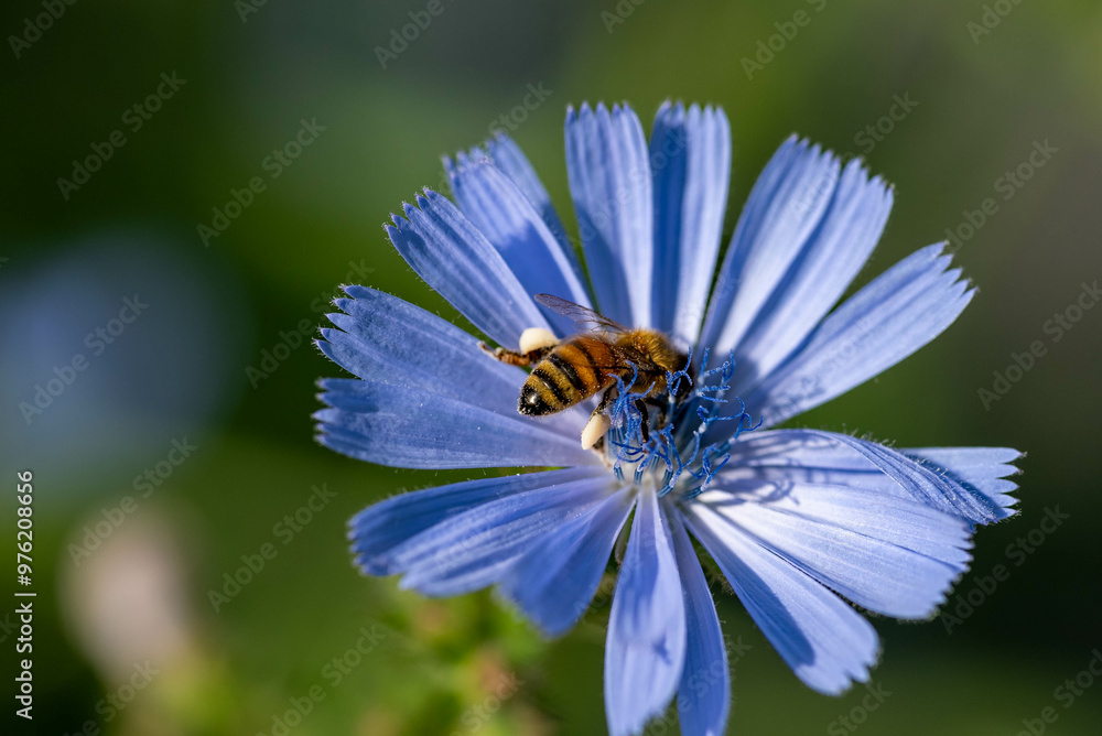 Obraz premium bee on a flower