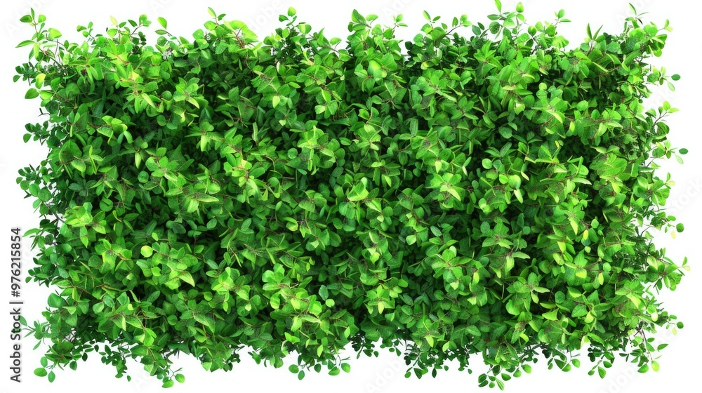 A detailed view of a plant with lush green leaves, suitable for use in nature-inspired designs and illustrations A detailed view of a plant with lush green leaves, suitable for use in nature-inspired designs and illustrations