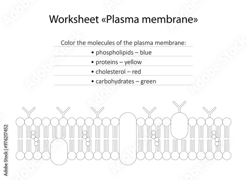 Worksheet "Plasma membrane"