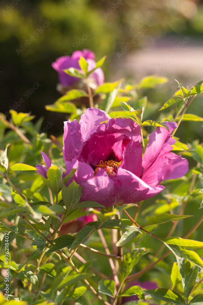 Fototapeta premium Wild Peony in Bloom: Nature's Untamed Beauty
