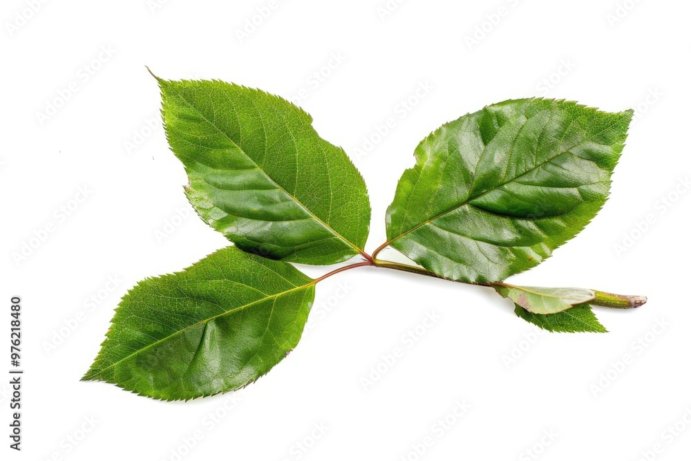 A detailed view of a single leaf against a white background A detailed view of a single leaf against a white background