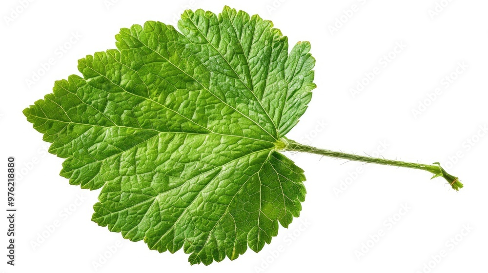 A single leaf on a plain white background A single leaf on a plain white background