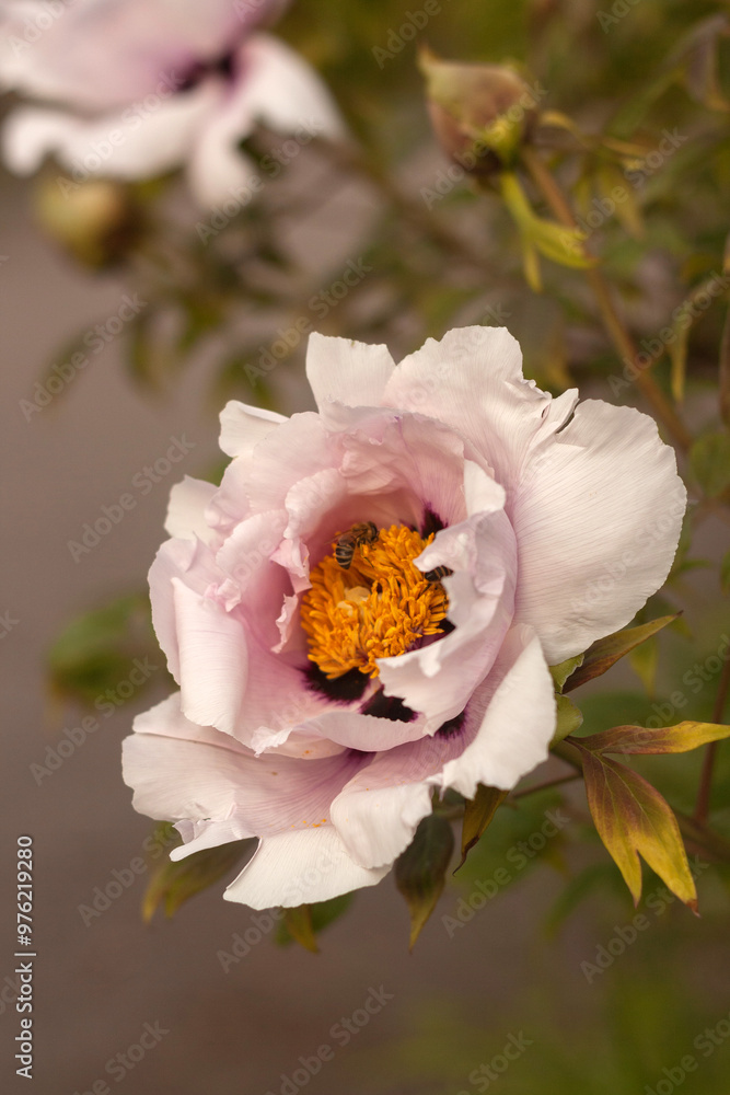 Wild Peony in Bloom: Nature's Untamed Beauty Wild Peony in Bloom: Nature's Untamed Beauty