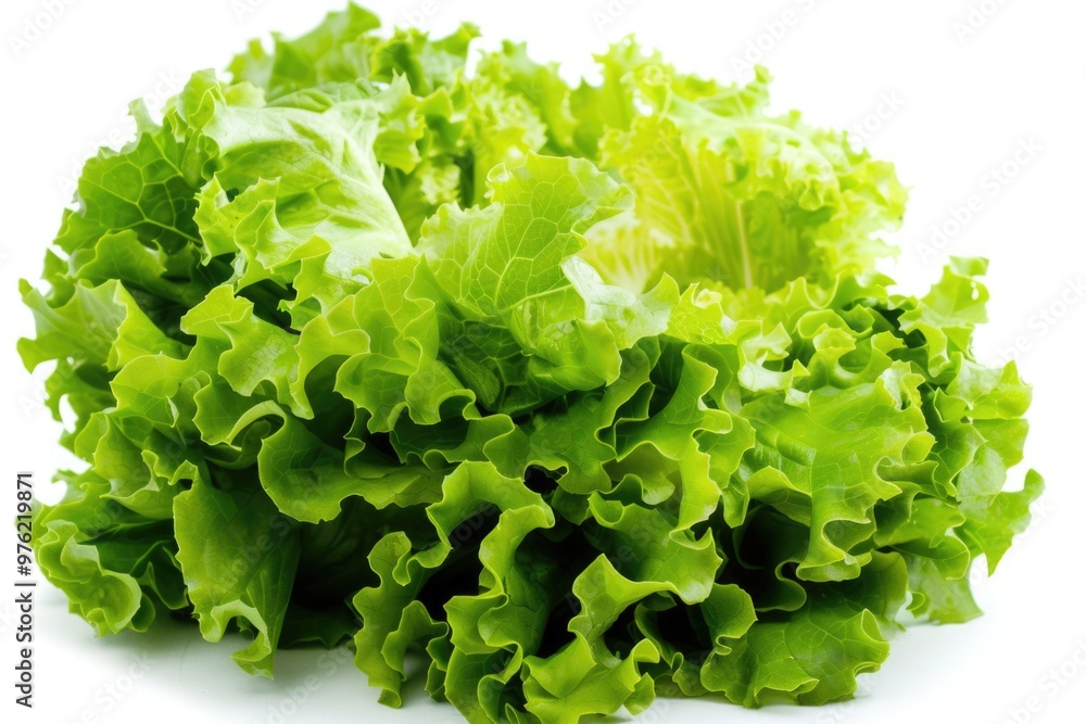 Fresh lettuce sitting on a white surface Fresh lettuce sitting on a white surface