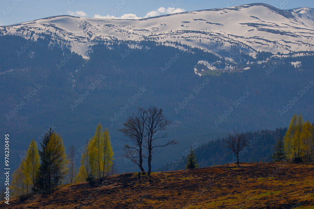 Fototapeta premium Early spring in Carpathian mountains, Svydovets mountain ridge.