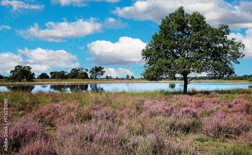 Beautiful dutch heath landscape with idyllic lake, trees, purple blooming erica flowers - Strabrechtse Heide, Netherlands photo