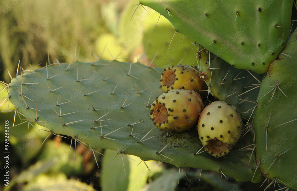 Green cactus with ripe fruit.
Green cactus with ripe fruit.