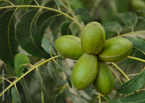 Wallpaper Mural Green pecan nuts with leaves. Torontodigital.ca