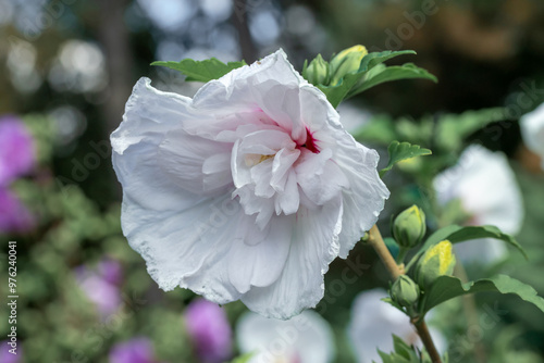 White hibiscus flower outdoor in sunny backyard.