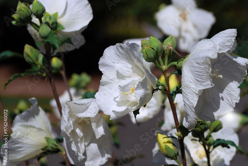 White hibiscus flower outdoor in sunny backyard.
