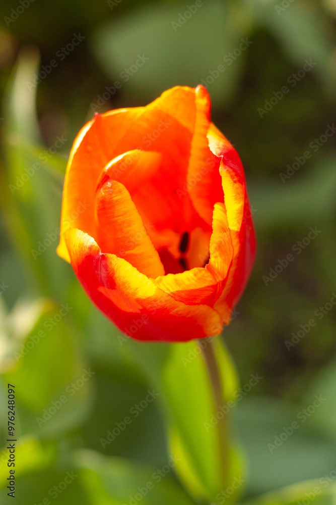red rose bud red rose bud