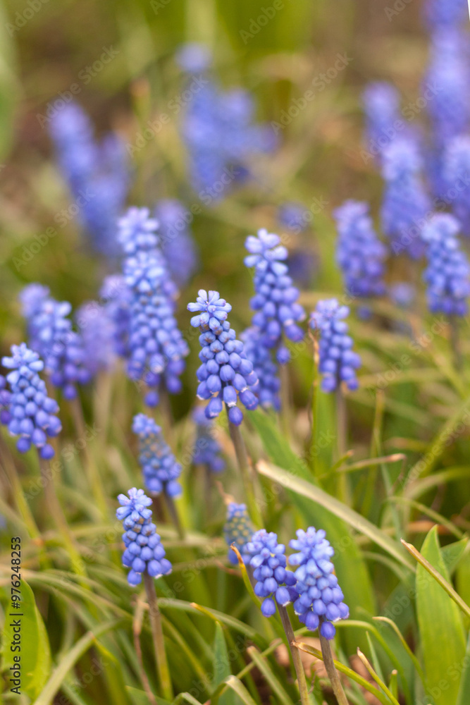 Fototapeta premium Armeniacum Big Smaile in a spring garden