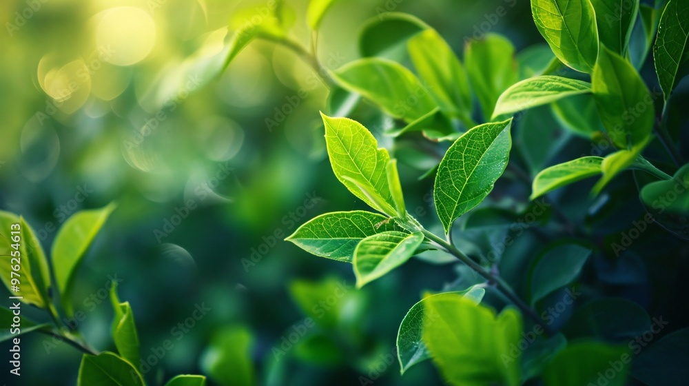 Nature of green leaf in garden at summer Natural green Nature of green leaf in garden at summer Natural green