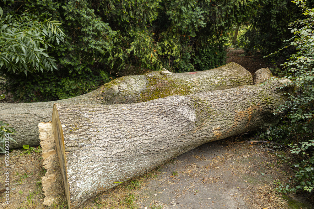 Fototapeta premium stump in the national park