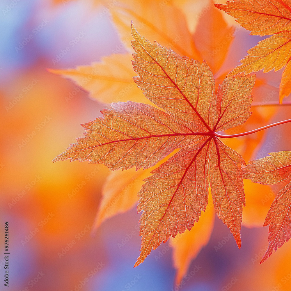 Vibrant orange maple leaves create stunning visual against soft background, showcasing beauty of autumn. Vibrant orange maple leaves create stunning visual against soft background, showcasing beauty of autumn.