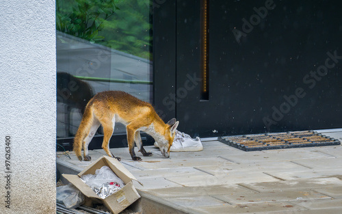 Fox looking for a food at house door in the city