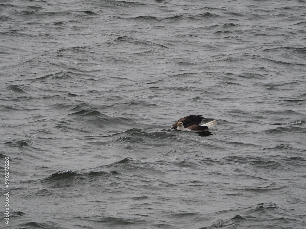 Fototapeta premium Picture Action Series - Bald eagle fighting to pull catfish out of Lake Lansing, Michigan