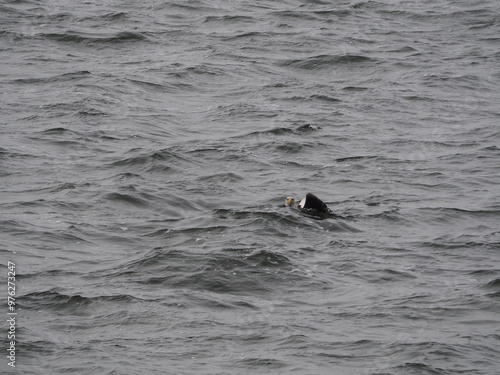 Picture Action Series - Bald eagle fighting to pull catfish out of Lake Lansing, Michigan photo