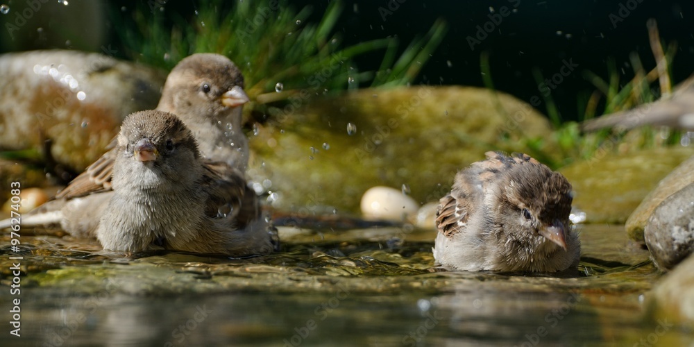 Three sparrows bathe in the water of a bird watering hole. Czech Republic.