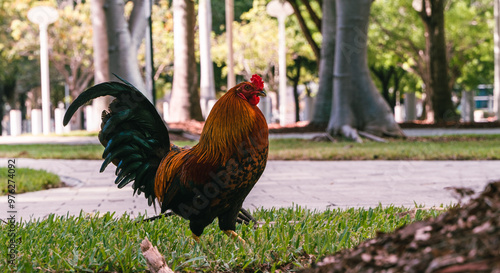 Rooster in the streets of Miami.